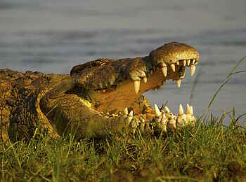 Tusk and Mane Safaris: Temperaturregelung beim Krokodil Tusk and Mane Safaris: Temperaturregelung beim Krokodil