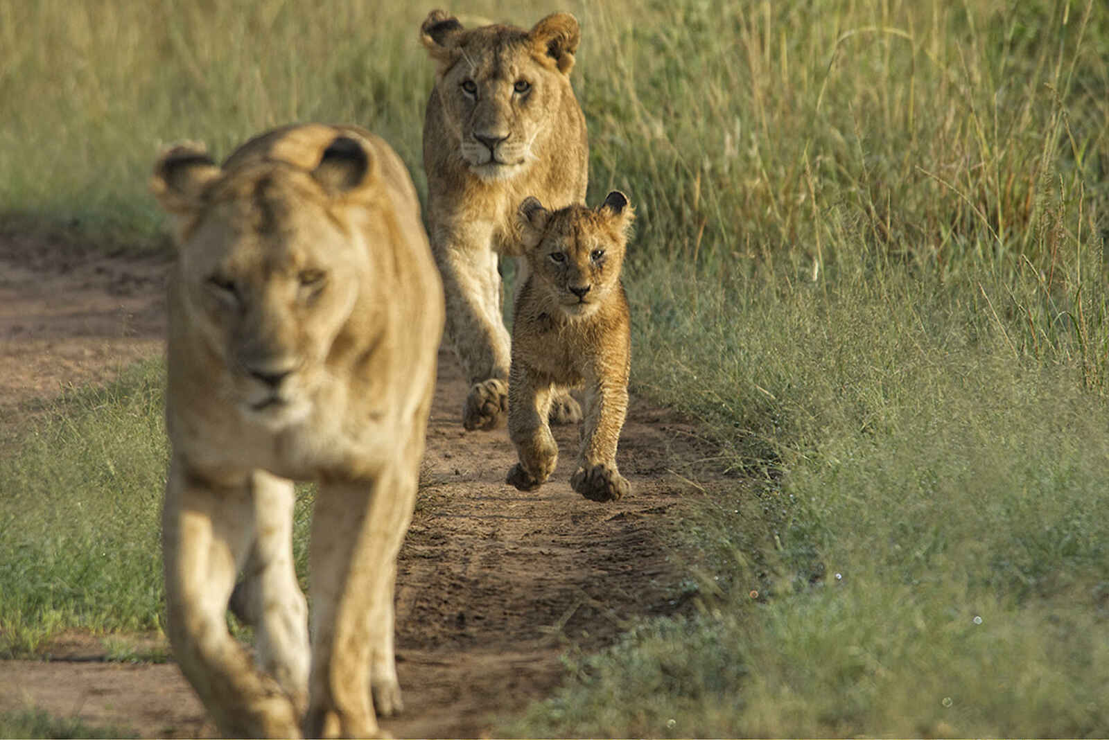 Basecamp Mara Houses: Eine Löwenfamilie Basecamp Mara Houses: Eine Löwenfamilie
