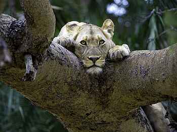 Busanga Bush Camp: Löwin im Portrait Busanga Bush Camp: Löwin im Portrait