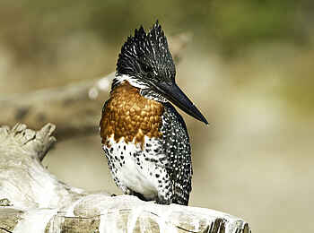 Chobe Princess: Ein Kingfisher Chobe Princess: Ein Kingfisher