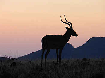 Etendeka Mountain Camp: Schattenspiel Etendeka Mountain Camp: Schattenspiel