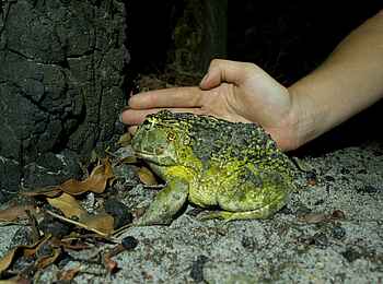 KaingU Safari Lodge: Gesprenkelter Grabfrosch