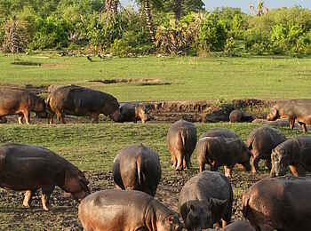 Katuma Bush Lodge: Eine Gruppe Nilpferde beim Landgang