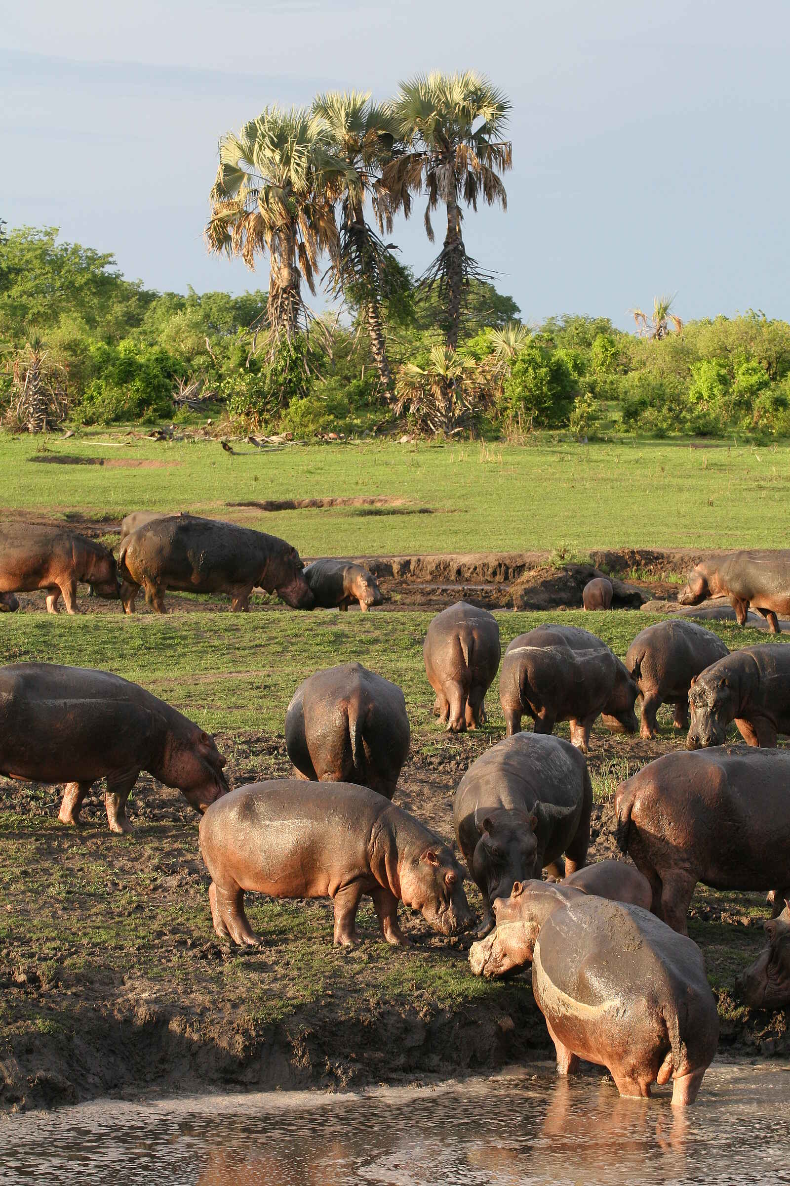 Katuma Bush Lodge: Eine Gruppe Nilpferde beim Landgang Katuma Bush Lodge: Eine Gruppe Nilpferde beim Landgang