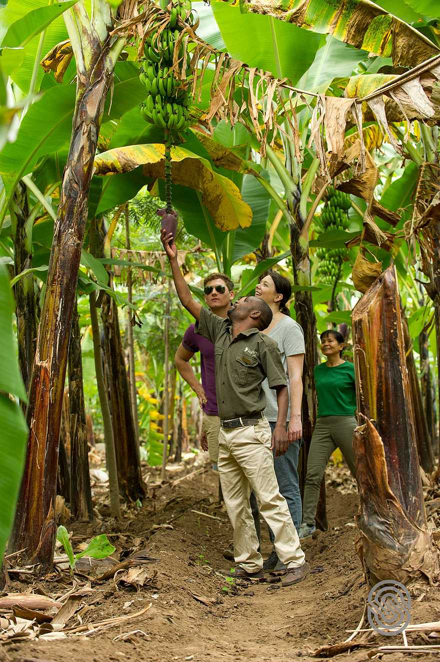 Lake Manyara Serena Lodge: Bananenstauden in der Umgebung des Lake Manyara Lake Manyara Serena Lodge: Bananenstauden in der Umgebung des Lake Manyara