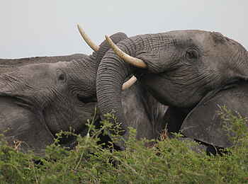 Manyara Ranch: Elefantenköpfe Manyara Ranch: Elefantenköpfe