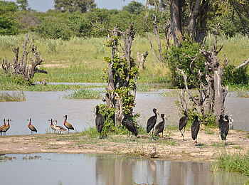 Mapula Lodge: Reihertreffpunkt