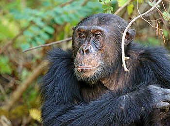 Mbali Mbali Mahale Lodge: Aufmerksamkeit