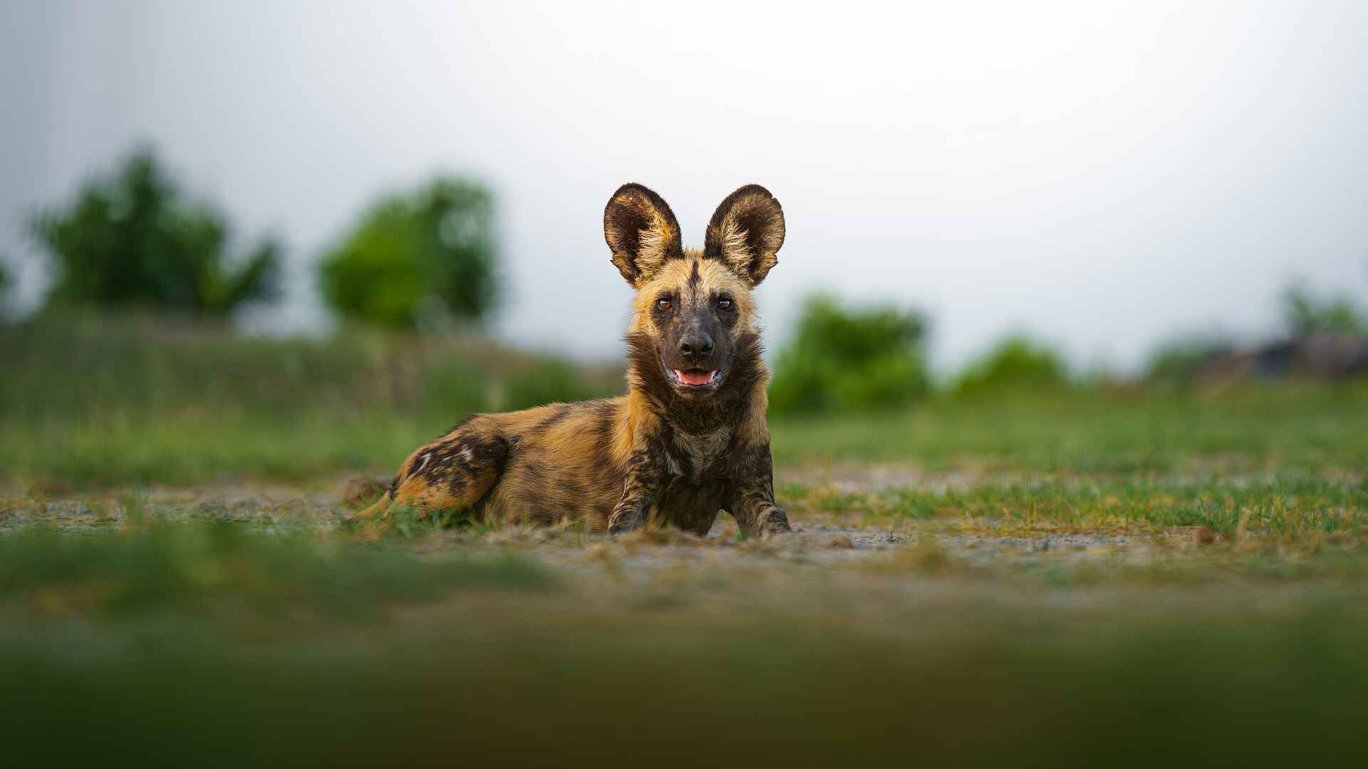 Mokolwane Camp: Wildhund Mokolwane Camp: Wildhund