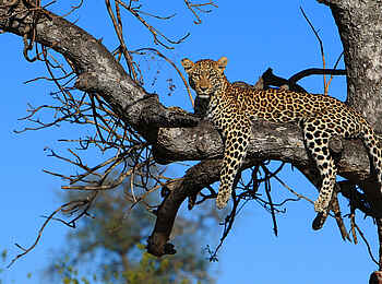 Motswari Game Lodge: Leopard im Geäst