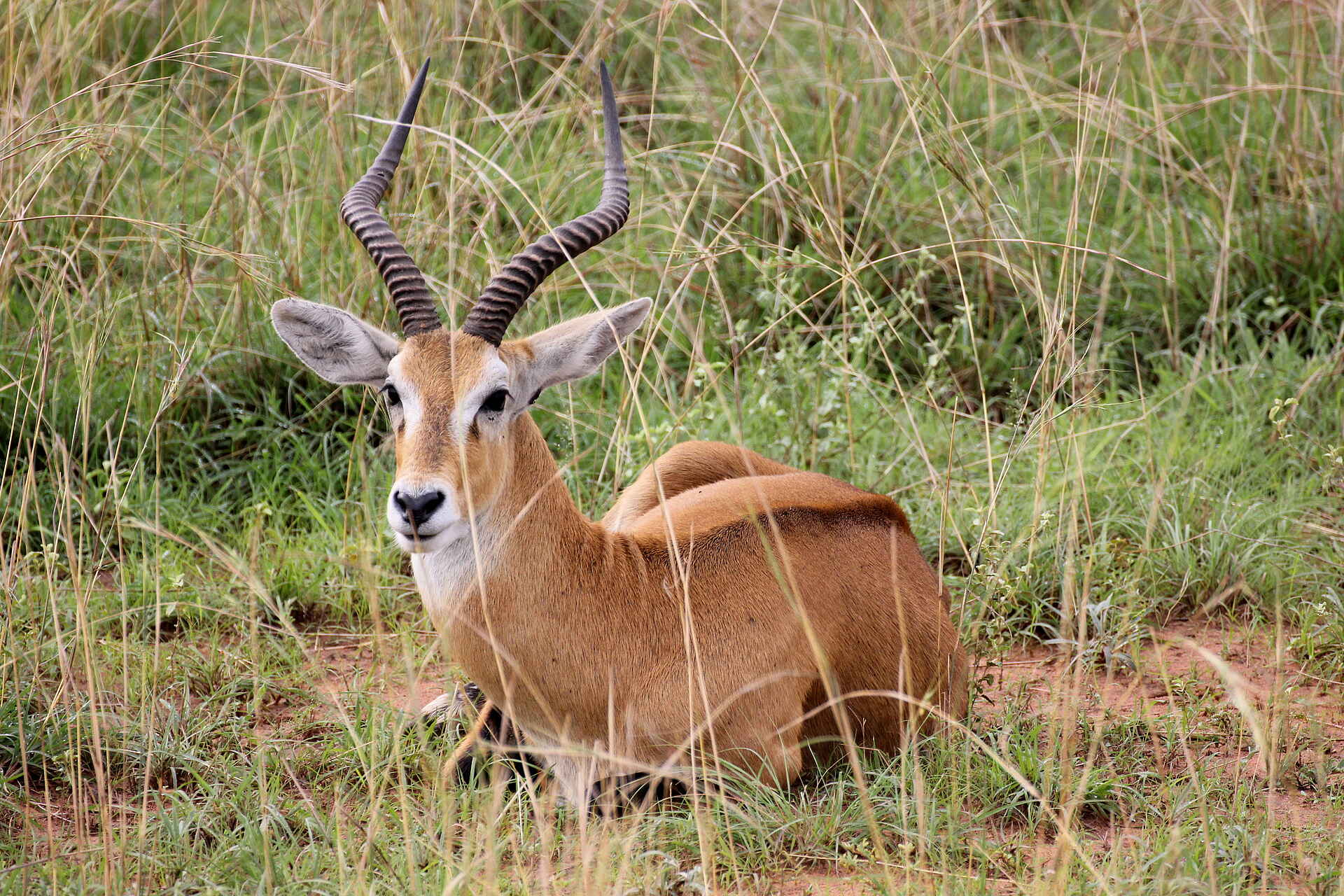 Murchison Falls National Park: Kob