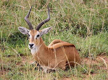Murchison Falls National Park: Kob Murchison Falls National Park: Kob