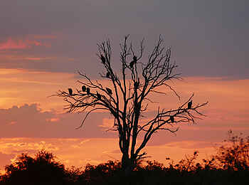 Nkasa Linyanti: Ein Baum voller Geier Nkasa Linyanti: Ein Baum voller Geier