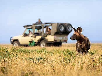 Serian's Serengeti South Camp: Wildhund