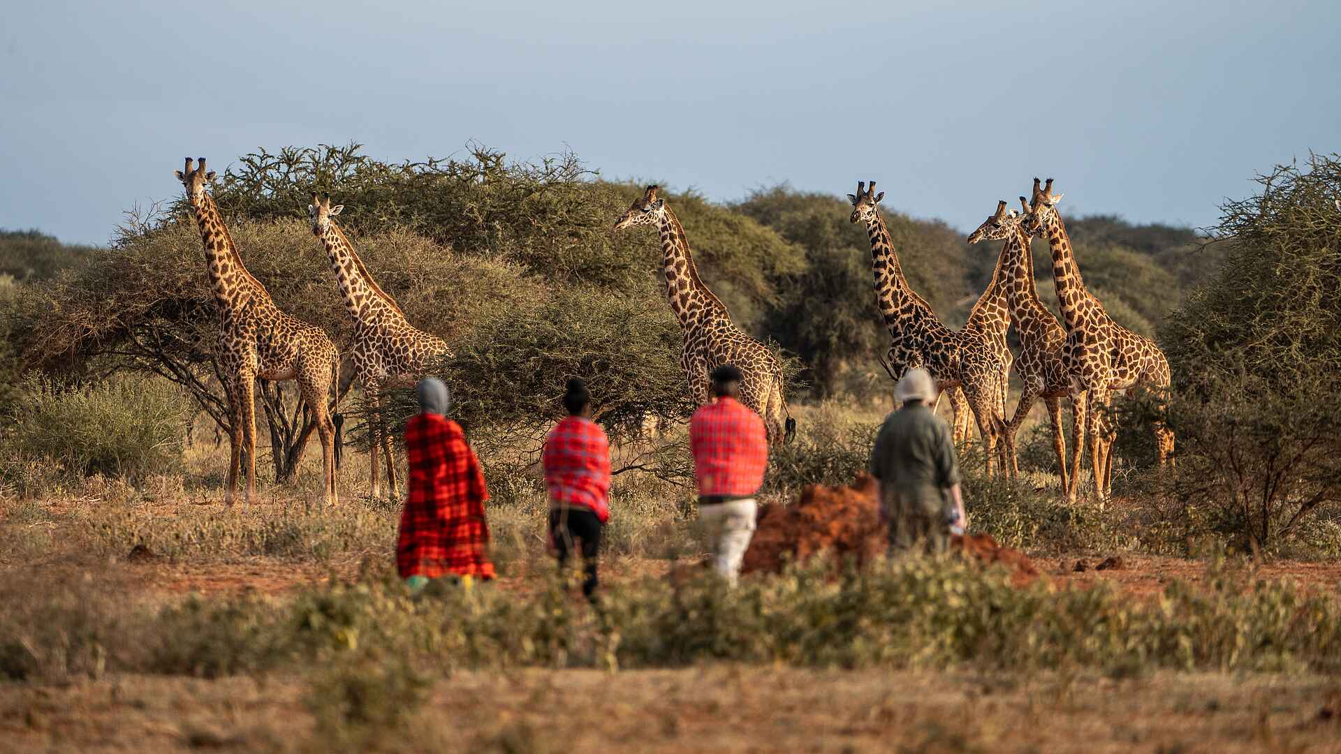 Soroi Lions Bluff Lodge: Giraffen auf Wandersafari entdecken Soroi Lions Bluff Lodge: Giraffen auf Wandersafari entdecken