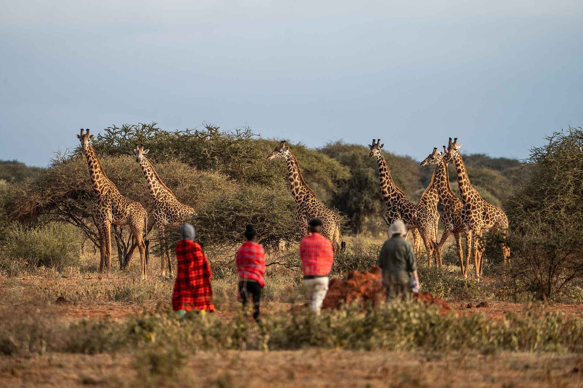 Soroi Lions Bluff Lodge: Giraffen auf Wandersafari entdecken Soroi Lions Bluff Lodge: Giraffen auf Wandersafari entdecken
