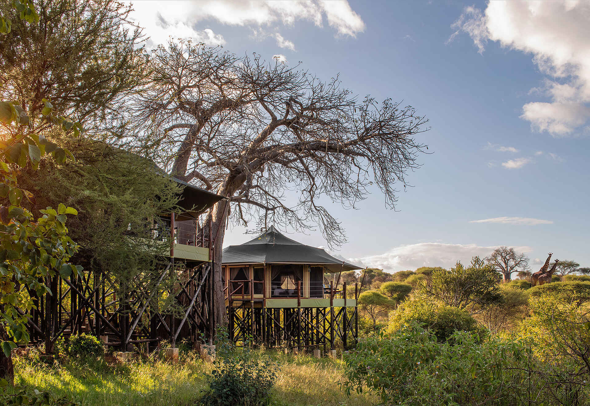 Tarangire Kuro Treetops Lodge: Blick auf die Gästeunterkünfte