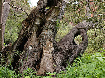 Waterberg Plateau Lodge: Uralter Baumstamm Waterberg Plateau Lodge: Uralter Baumstamm