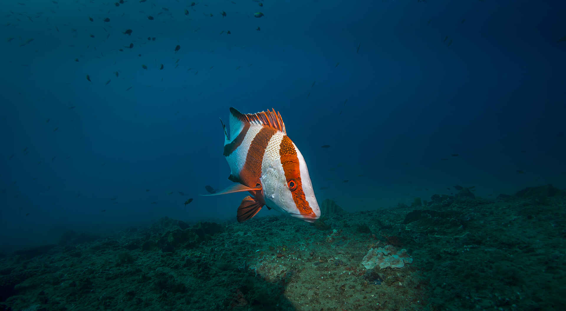 2105, Fish Basket, Mamoli, Mosambik, Mozambique, White Pearl Resorts, Blau, Fische, Natur, Unterwasser, Afrikarma, Afrikarma Safaris, Afrikarma Safaris - Wildnis. Hautnah., afrikarma.de