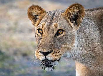 Wilderness Mokete Camp: Löwin