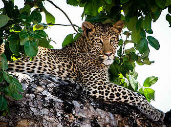 Zambezi Expeditions Camp: Leopard Zambezi Expeditions Camp: Leopard