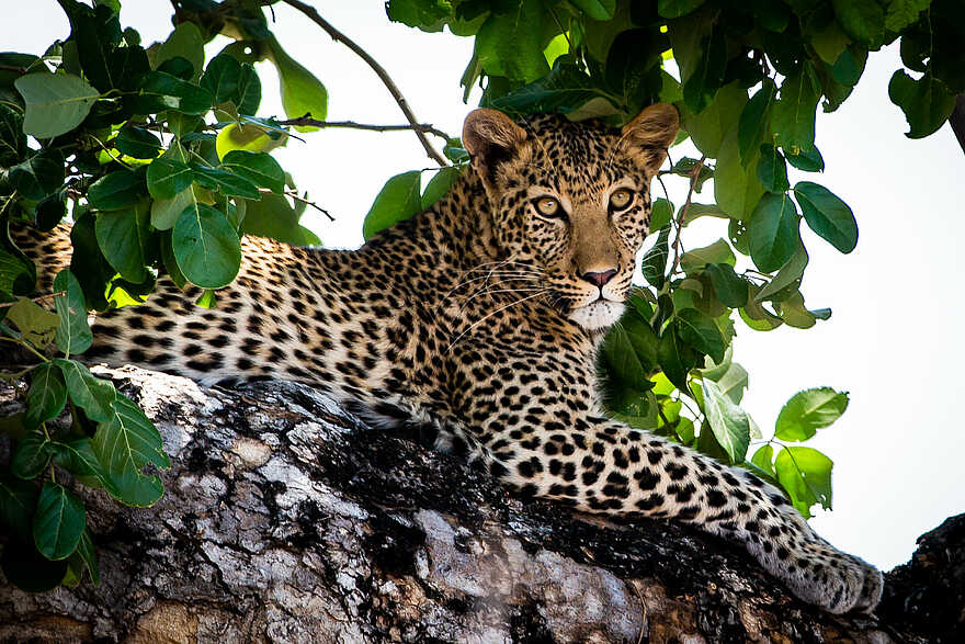 Zambezi Expeditions Camp: Leopard Zambezi Expeditions Camp: Leopard
