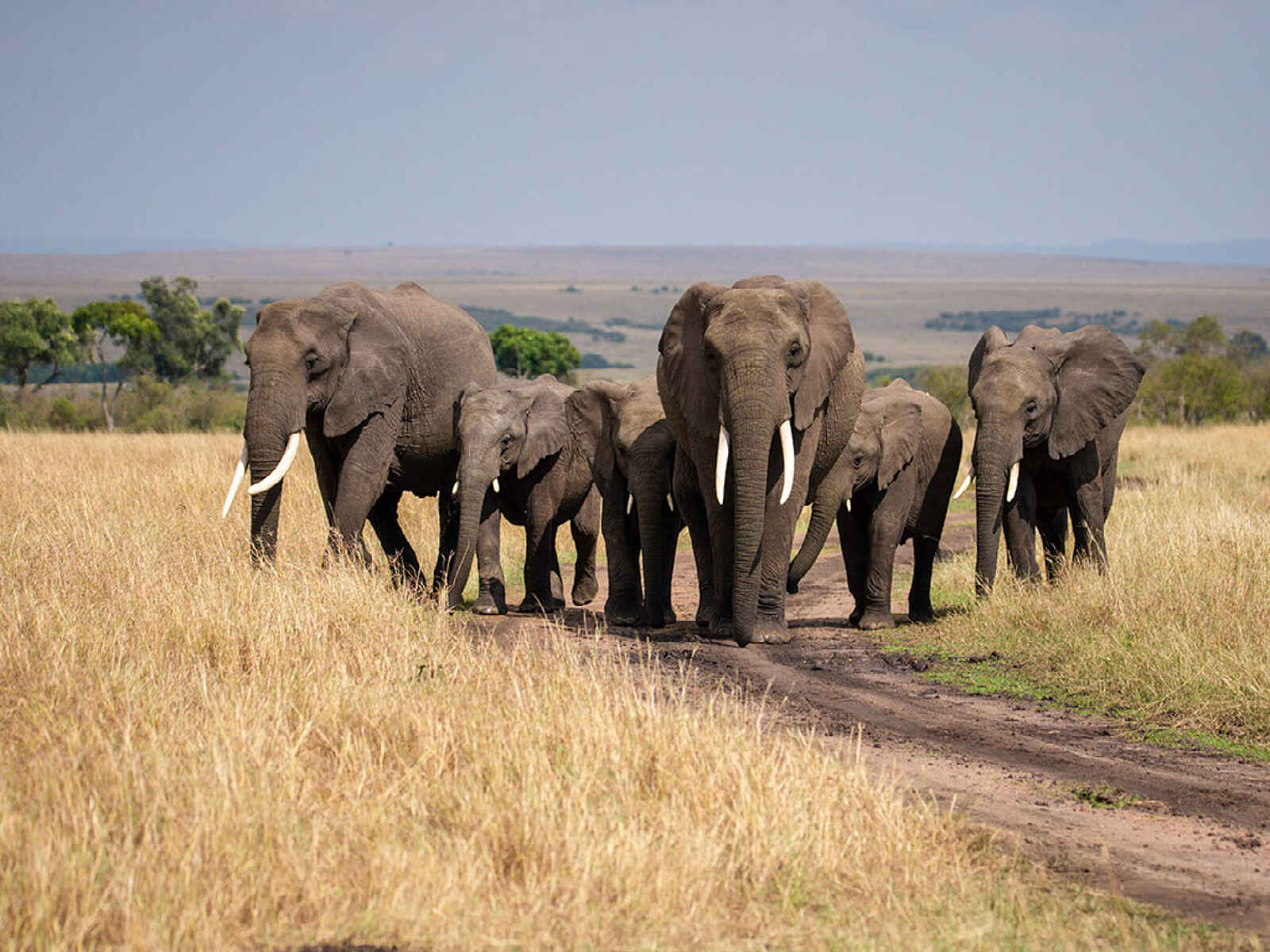 Entim Masai Mara: Elefantenherde Entim Masai Mara: Elefantenherde