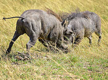 Entim Masai Mara: Kämpfende Warzenschweine
