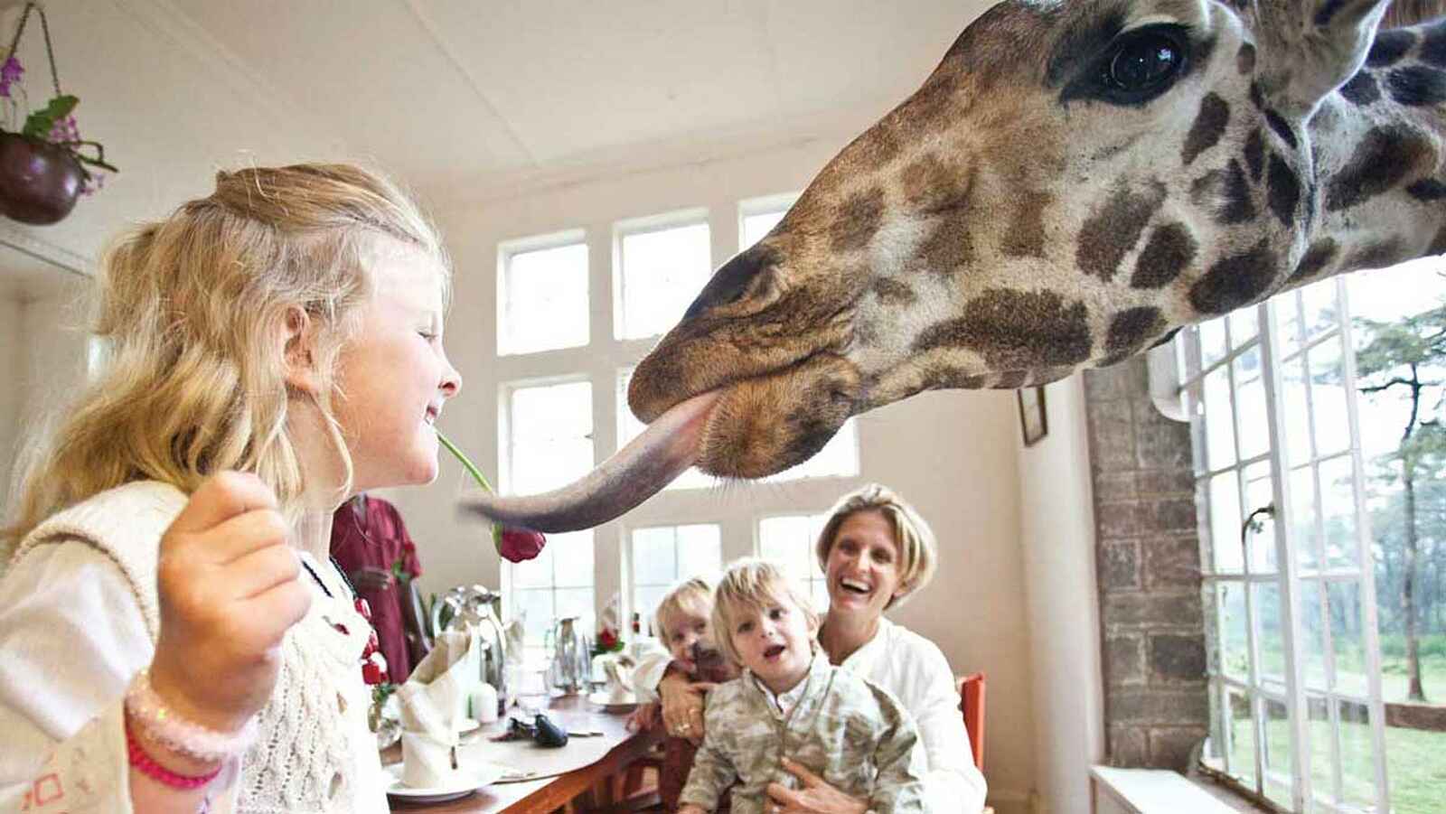 Giraffe Manor: Giraffenfütterung Frühstück Giraffe Manor: Giraffenfütterung Frühstück