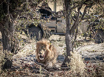 Mma Dinare Camp: Männlicher Löwe Mma Dinare Camp: Männlicher Löwe