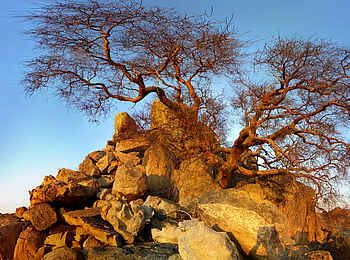 Ozondjou Trails: Ein Baum in einer Felsformation