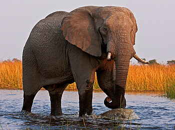 Selinda Camp: Elefant im Fluss bei Sonnenuntergang