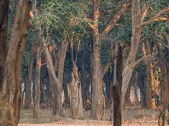 Tusk and Mane Safaris: Cathedral Forest Tusk and Mane Safaris: Cathedral Forest