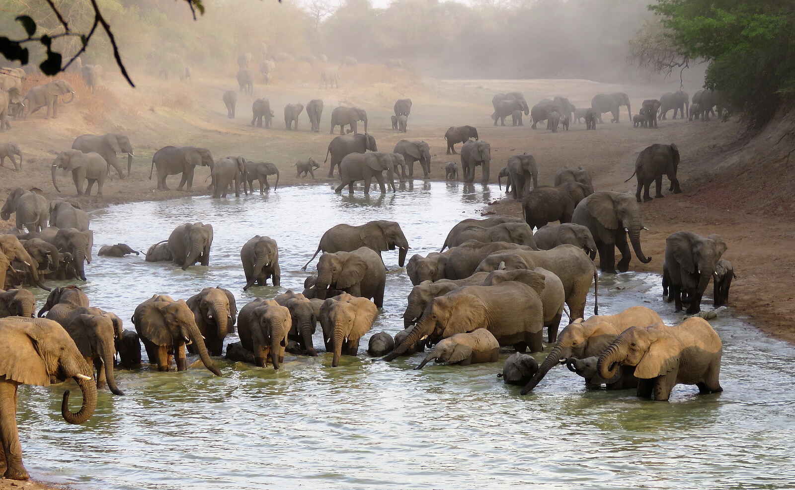 Zakouma National Park: Elefanten im Wasser Zakouma National Park: Elefanten im Wasser