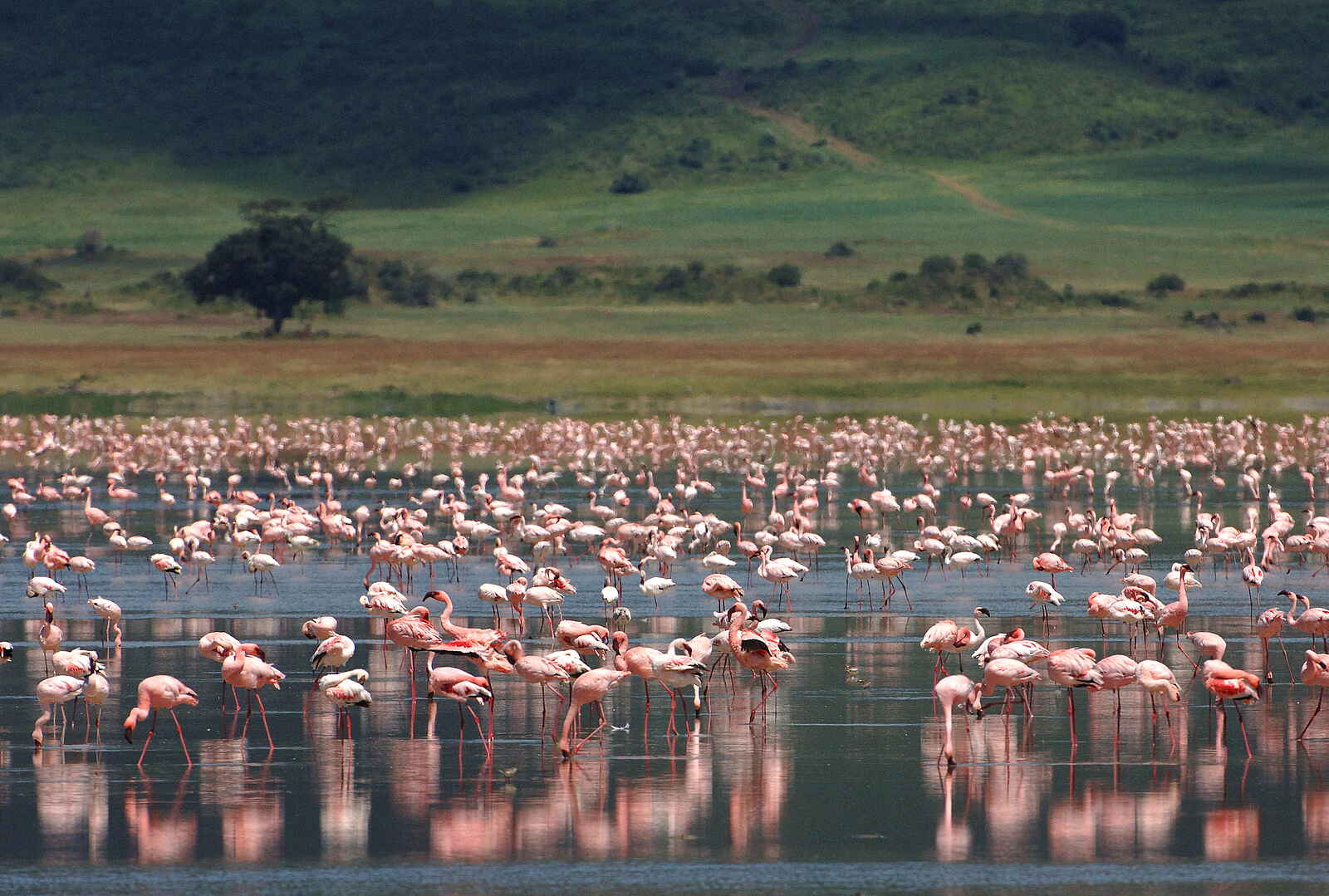 andbeyond Ngorongoro Crater Lodge: Flamingos über Flamingos andbeyond Ngorongoro Crater Lodge: Flamingos über Flamingos