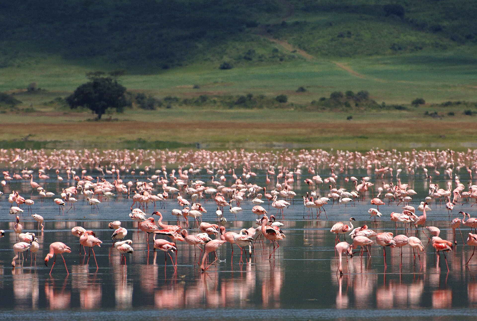 andbeyond Ngorongoro Crater Lodge: Flamingos über Flamingos