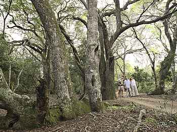 &Beyond Phinda Forest Lodge: Im Sand Forest