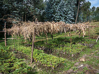 Bisate Lodge: Eigenes Beet der Lodge Bisate Lodge: Eigenes Beet der Lodge