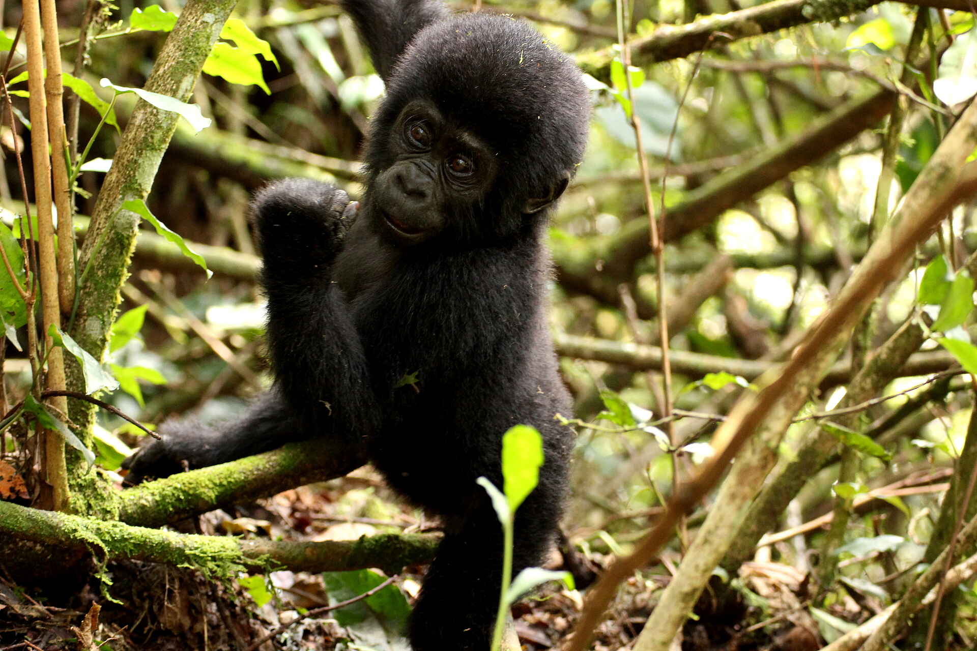 Afrikarma Safaris, Afrikarma Safaris - Wildnis. Hautnah., Afrikarma.de, Buhoma Lodge, Bwindi Impenetrable Forest National Park, Gorilla tracking, Berggorilla, gorilla, gorilla beringei beringei, Afrikarma