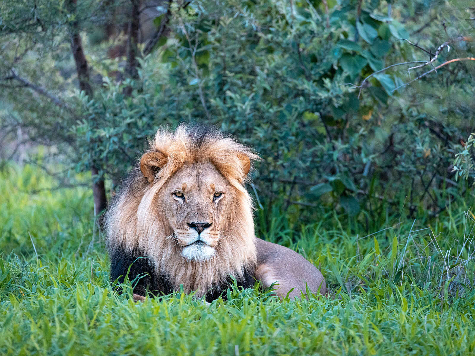 Evolve Back Gham Dhao Lodge: Löwe Evolve Back Gham Dhao Lodge: Löwe