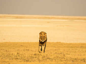 Jack´s Private Camp: Löwe