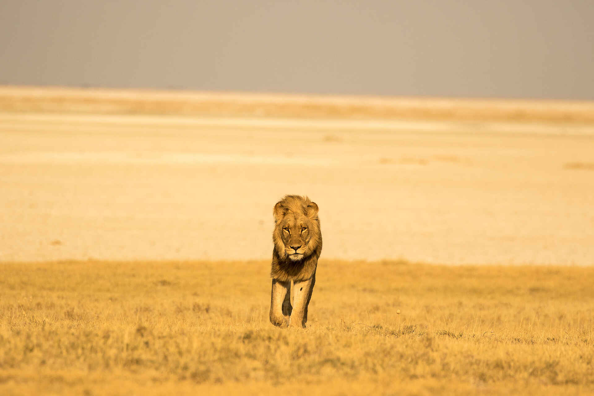 Jack´s Private Camp: Löwe