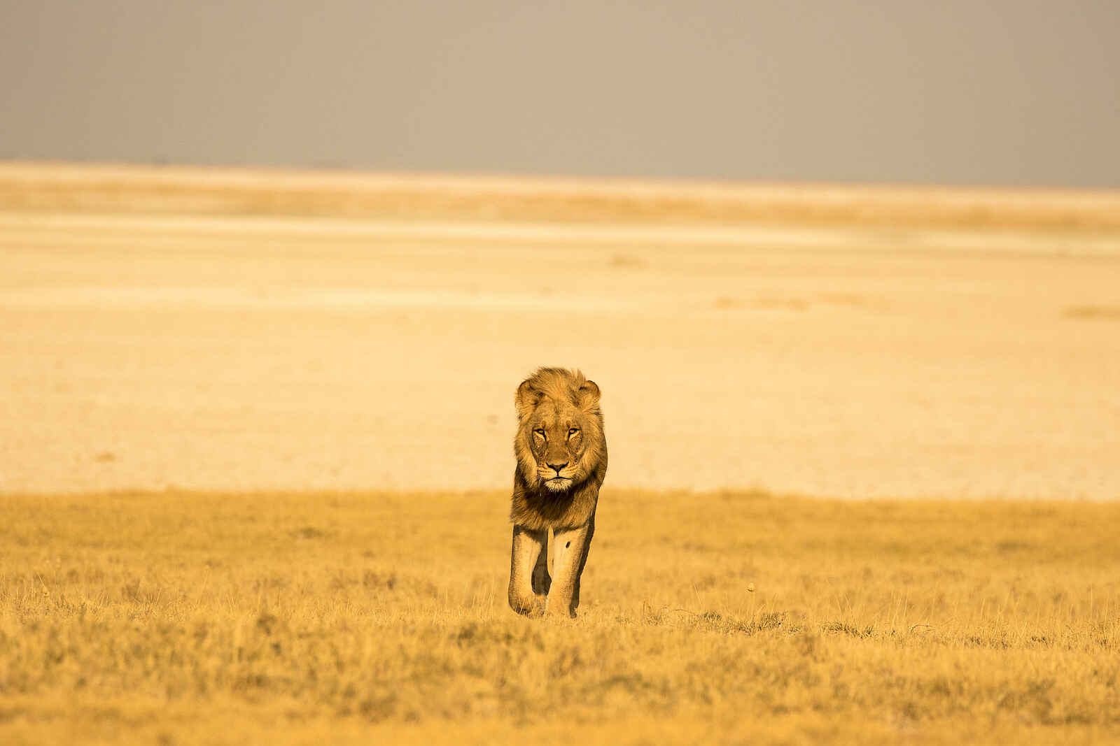 Jack´s Private Camp: Löwe Jack´s Private Camp: Löwe