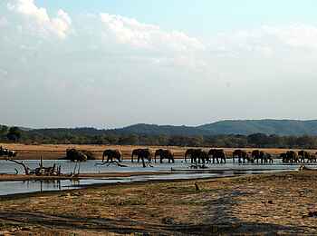 Kafunta River Lodge: Elefanten queren den Luangwa