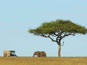 Karen Blixen Camp: Akazie und Elefant Karen Blixen Camp: Akazie und Elefant