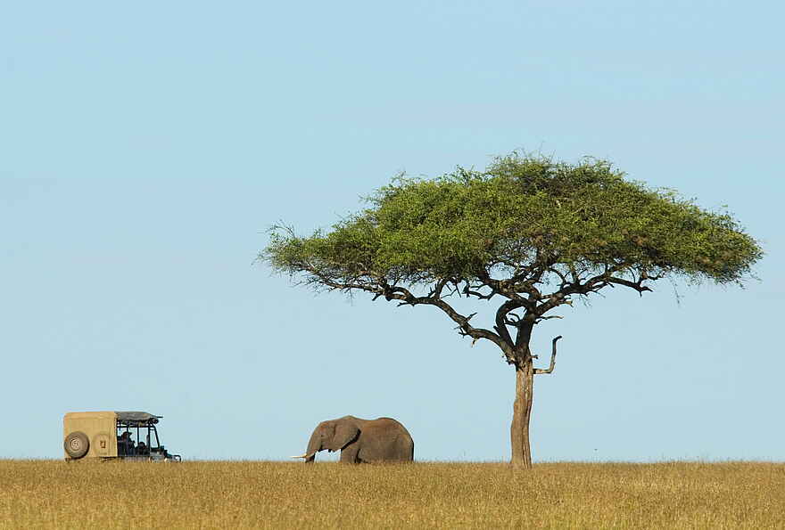 Karen Blixen Camp: Akazie und Elefant Karen Blixen Camp: Akazie und Elefant
