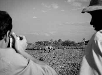 Kiba Point Selous: Elefantenbeobachtung