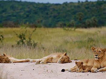 Kigelia Camp: Löwenrudel Kigelia Camp: Löwenrudel