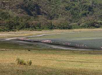 Lake Natron Camp: Natronsee mit Flamingos