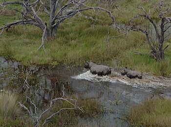 Macatoo Camp: Nashörner